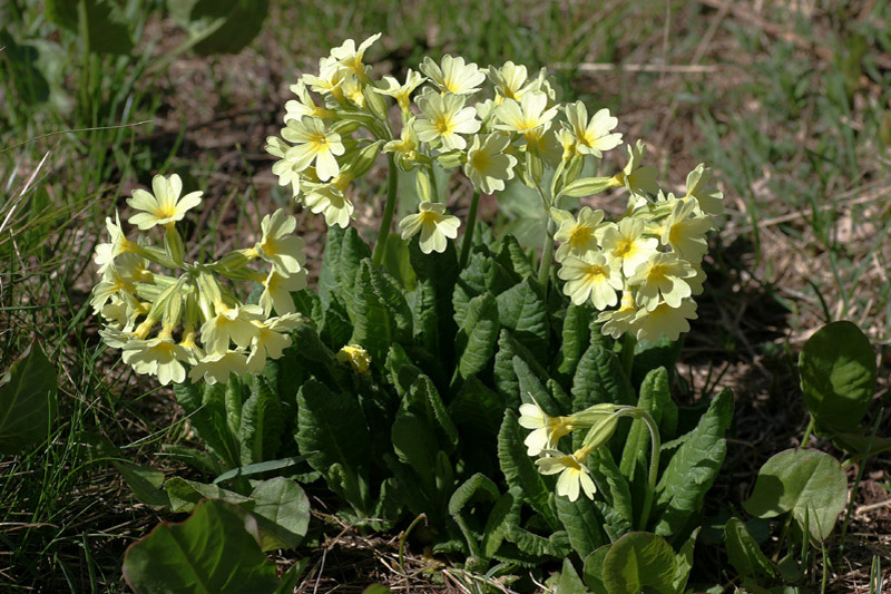 Fiori del Trentino